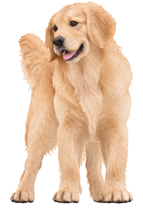 成年黃金獵犬
