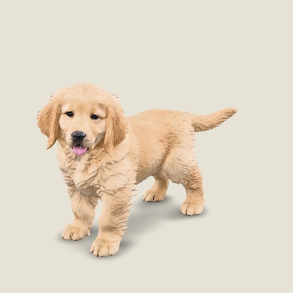 小黃金獵犬