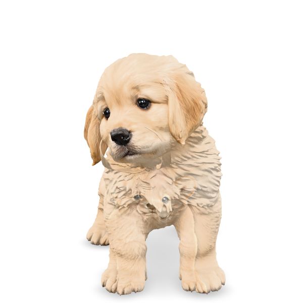 幼年黃金獵犬