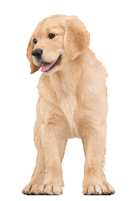 青年黃金獵犬