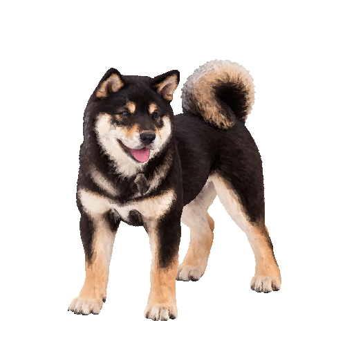 壯年黑柴犬