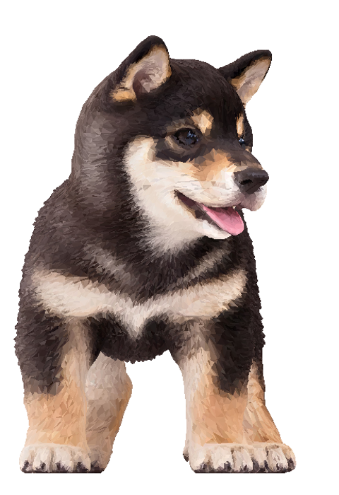 幼小黑柴犬