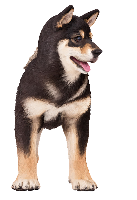 青年黑柴犬