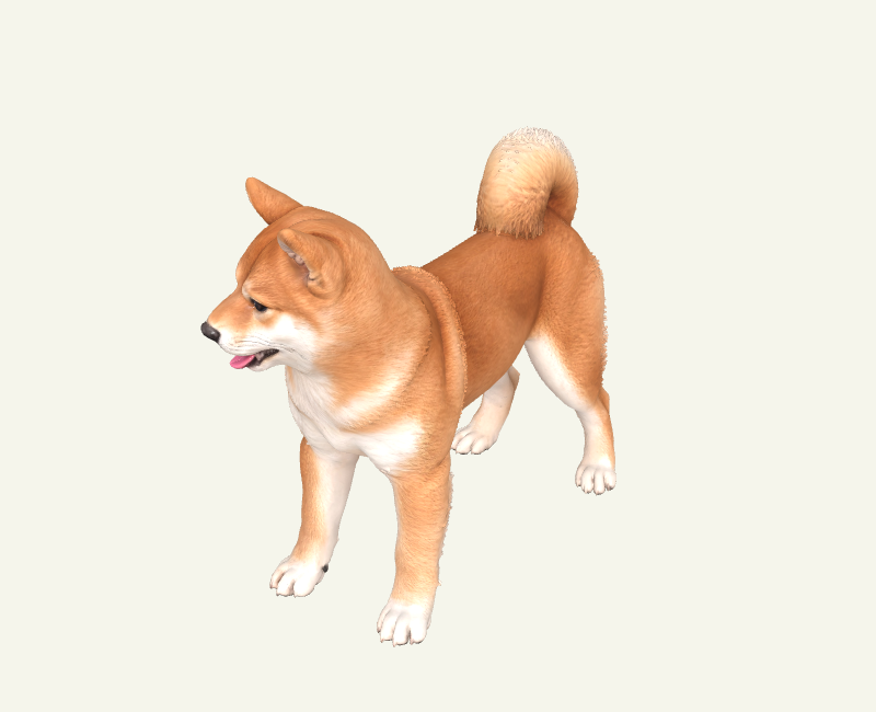 準備和你一起生活的青年柴犬